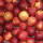 Appel Dalinette 80-85 groot