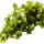 Paprika groen G
