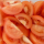 Tomaten partjes