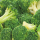 Broccoli DV