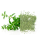 Oregano 1-3mm IQF